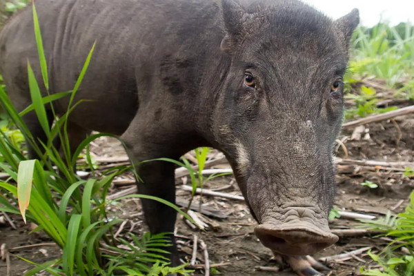 दैलेखमा जंगली बँदेलको आक्रमणबाट एकजना घाइते